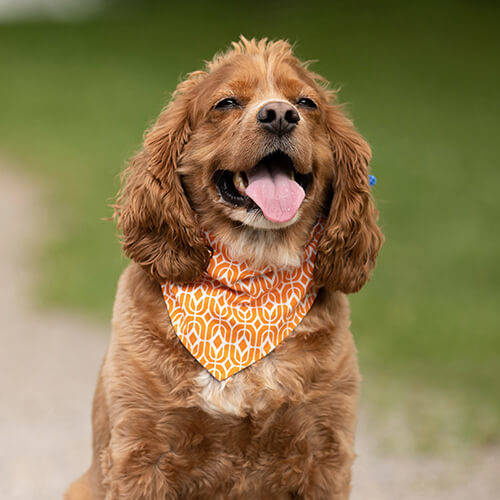 Bandana animale per sublimazione