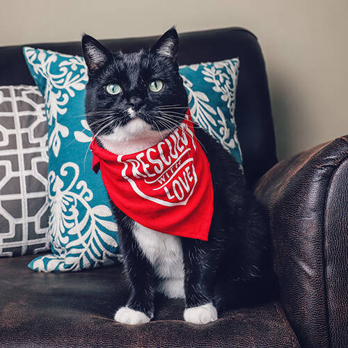 Bandana animale per sublimazione