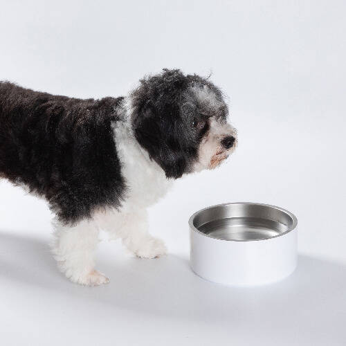 Ciotola per cani in acciaio inossidabile 960 ml per sublimazione - bianca